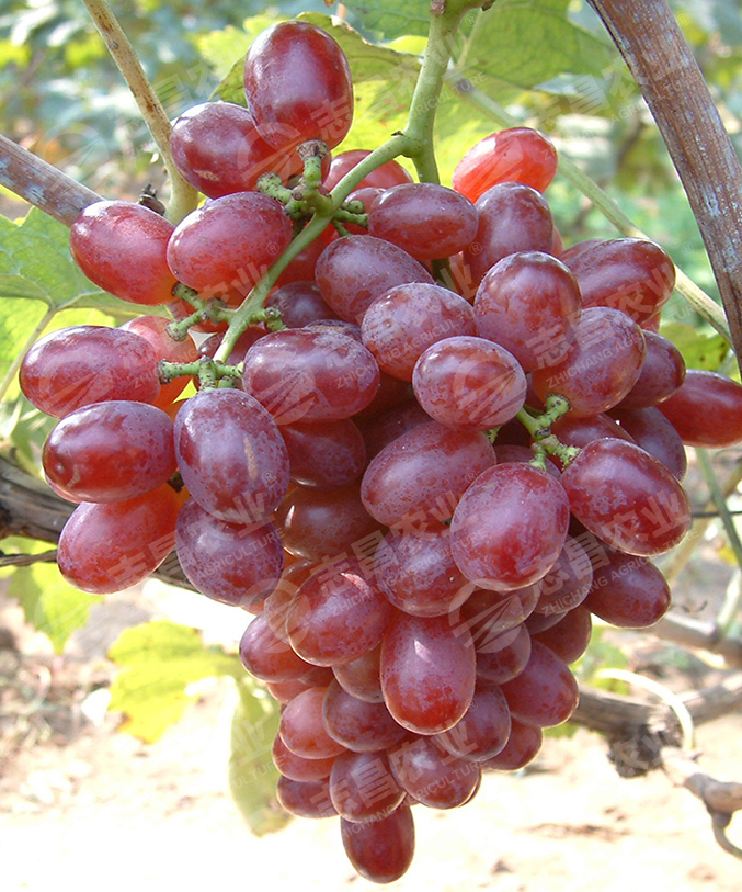 克瑞森無(wú)核網(wǎng)站.jpg