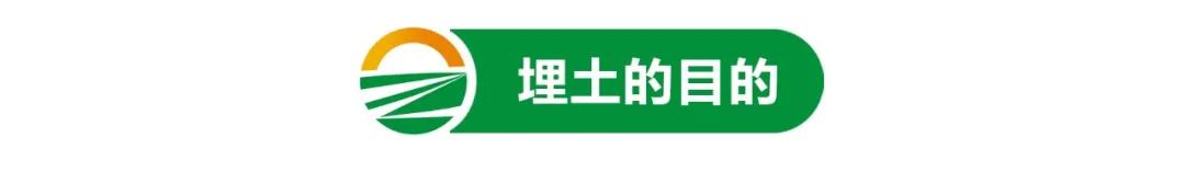 【栽培技術(shù)】葡萄進(jìn)入“冬眠”期，埋土這樣做來年產(chǎn)量有保障！(圖1)