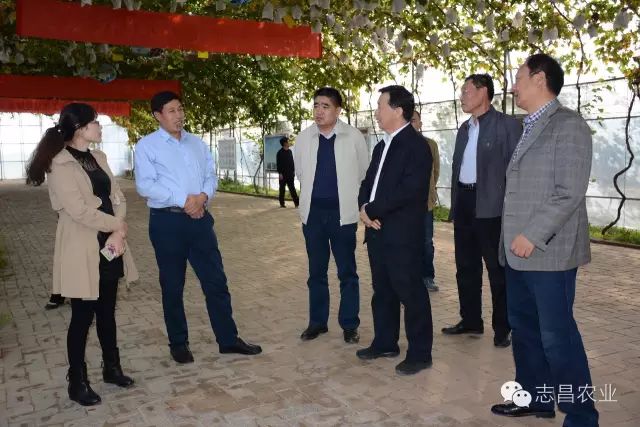 山東省供銷社領導到莒縣志昌果品專業(yè)合作社調(diào)研指導工作(圖1)