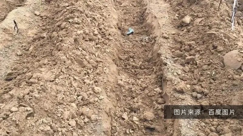 好土壤才能種出好葡萄！陽光玫瑰適合什么樣的土壤？(圖1)