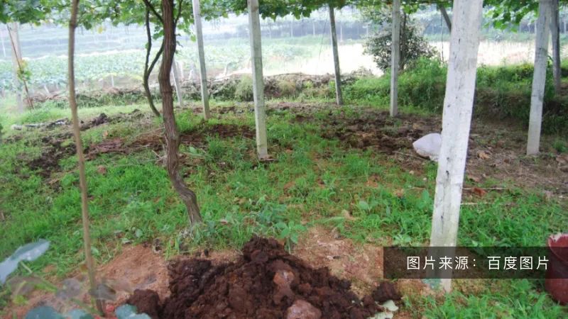 好土壤才能種出好葡萄！陽光玫瑰適合什么樣的土壤？(圖2)