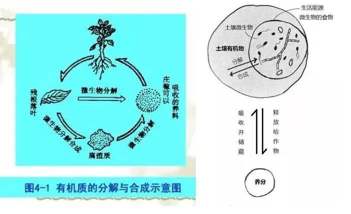 好土壤才能種出好葡萄！陽光玫瑰適合什么樣的土壤？(圖4)