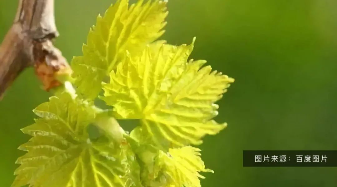葡萄摘心技術要領！營養(yǎng)枝，主、側(cè)蔓延長枝如何摘心(完整版）(圖2)